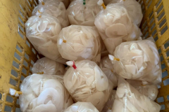 LINE_ALBUM_2026.2.11-_1_260211_11