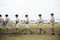 OZ6_1107_resize