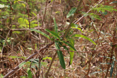 AI5A9288_resize