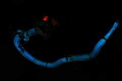 020A4666