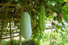 DSC06310