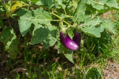 DSC06556