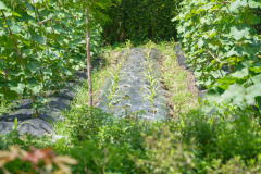 DSC06639