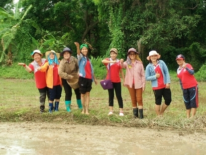 ทำนา 333_1753