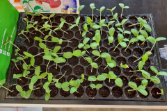 LINE_ALBUM_คลีนิกเกษตรไตรมาส-1-261268_251226_15