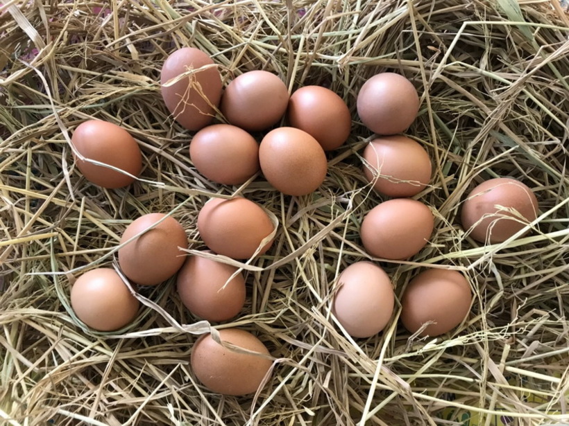 egg for fun สุพรรณบุ_190503_0021_resize