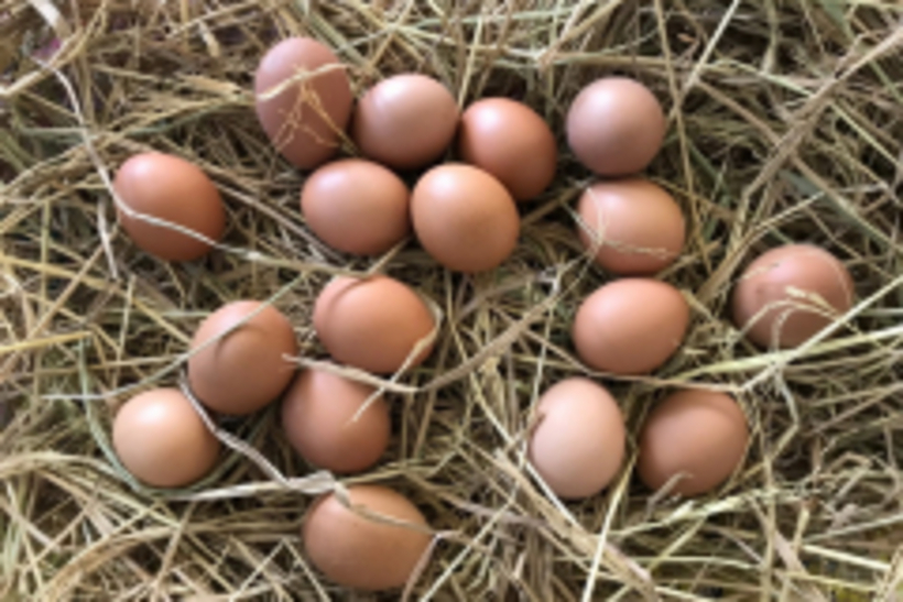 egg for fun สุพรรณบุ_190503_0021_resize