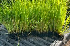 LINE_ALBUM_กำนันสว่าง-2-มีคน.69_260305_7