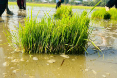 LINE_ALBUM_กำนันสุเมศ-5-มีค-69_260305_10