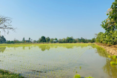 LINE_ALBUM_กำนันสุเมศ-5-มีค-69_260305_5