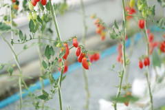 Resize13726-93