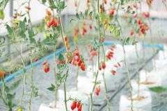 Resize13726-94
