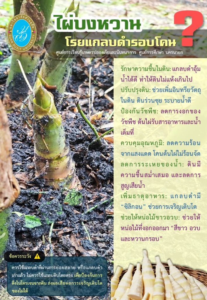 ไผ่บงหวาน โรยแกลบดำรอบโคน?