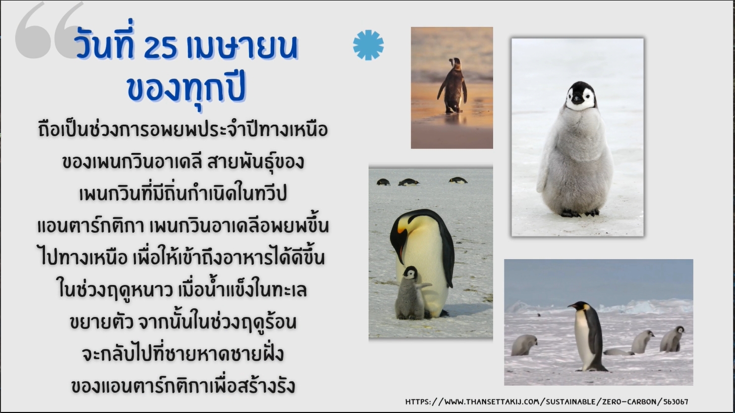 25 เมษายน - วันเพนกวินโลก (World Penguin Day)