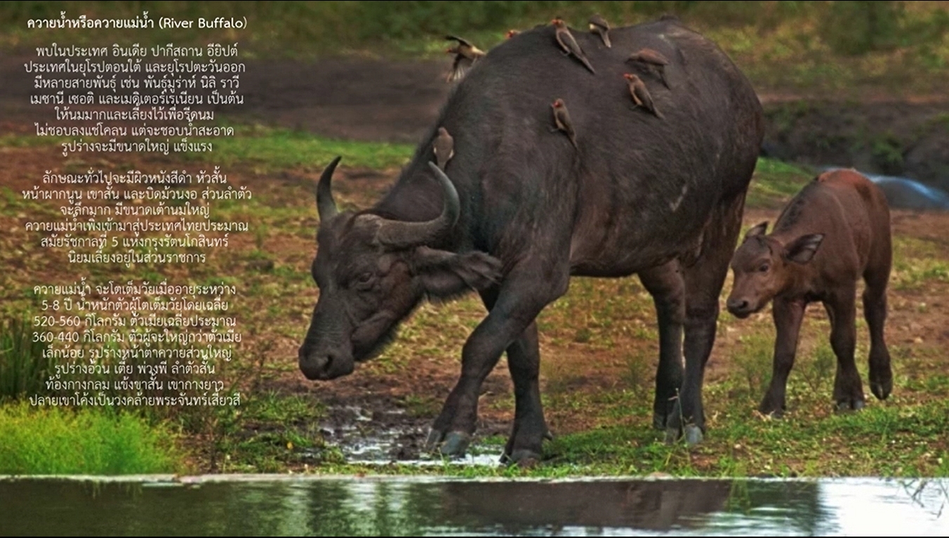 14 พฤษภาคม วันอนุรักษ์ควายไทย.