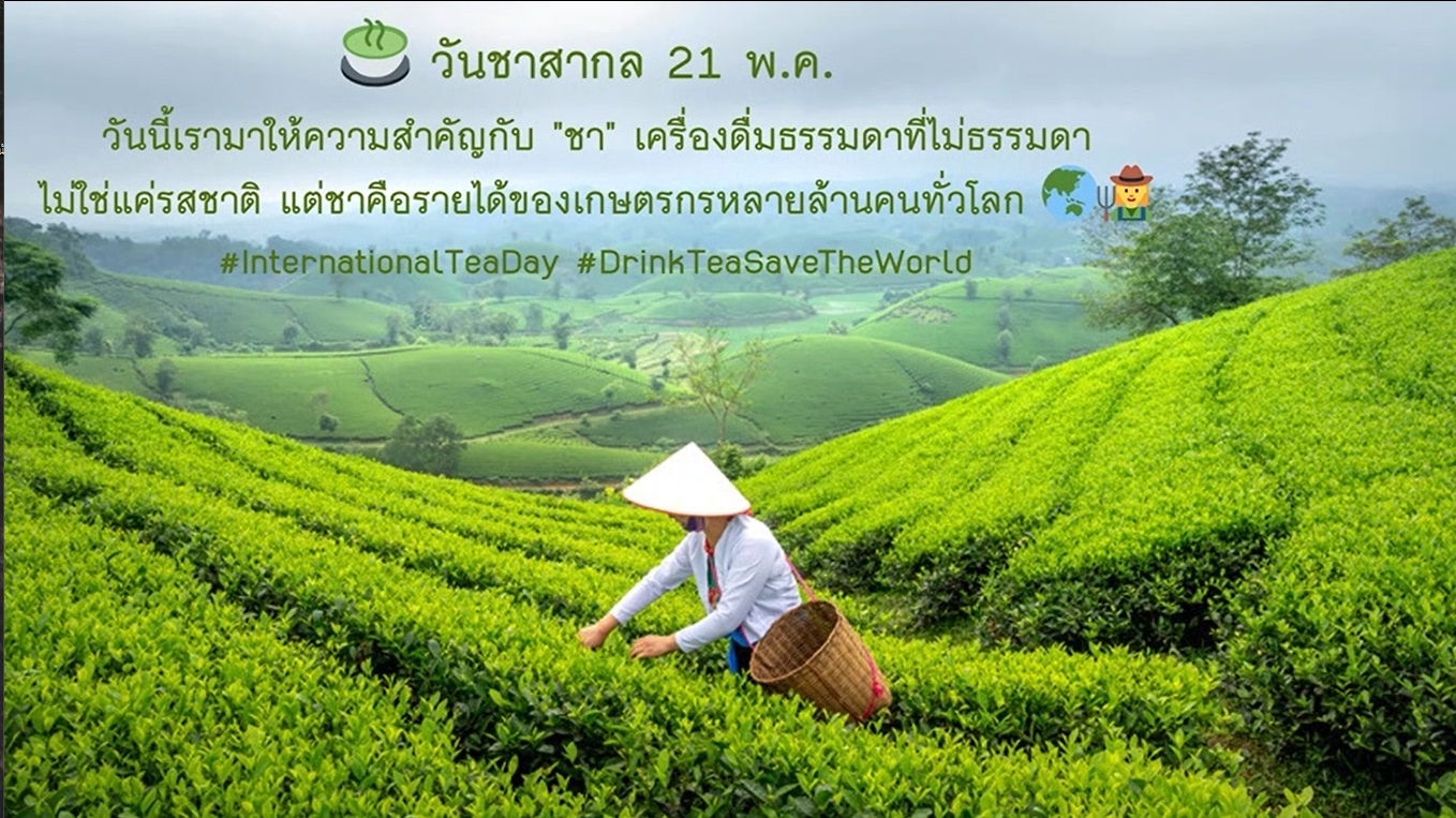 21 พฤษภาคม - วันชาสากล
