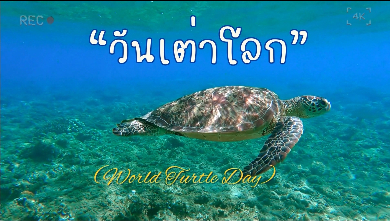 23 พฤษภาคม -วันเต่าโลก