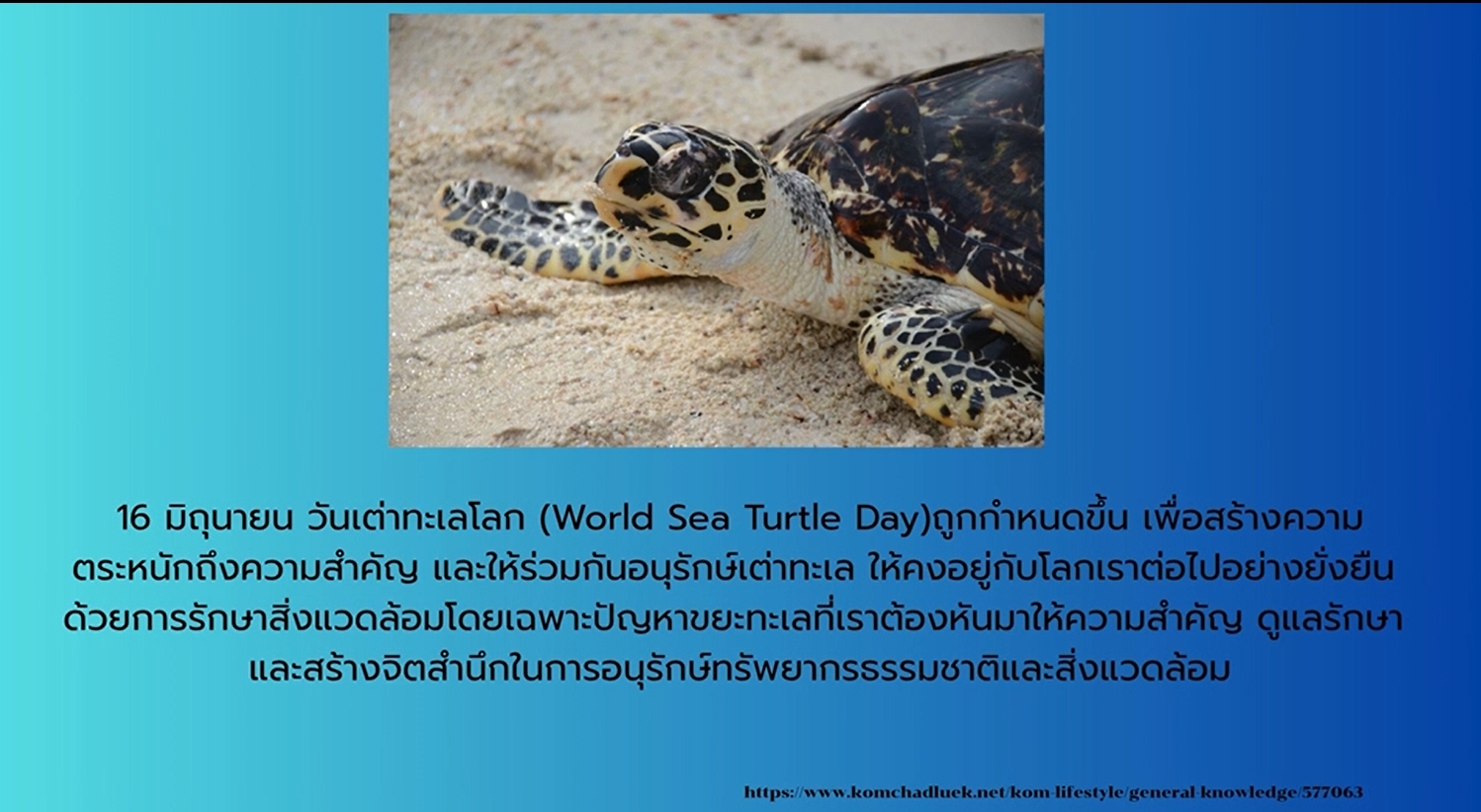 16 มิถุนายน-วันเต่าทะเลโลก