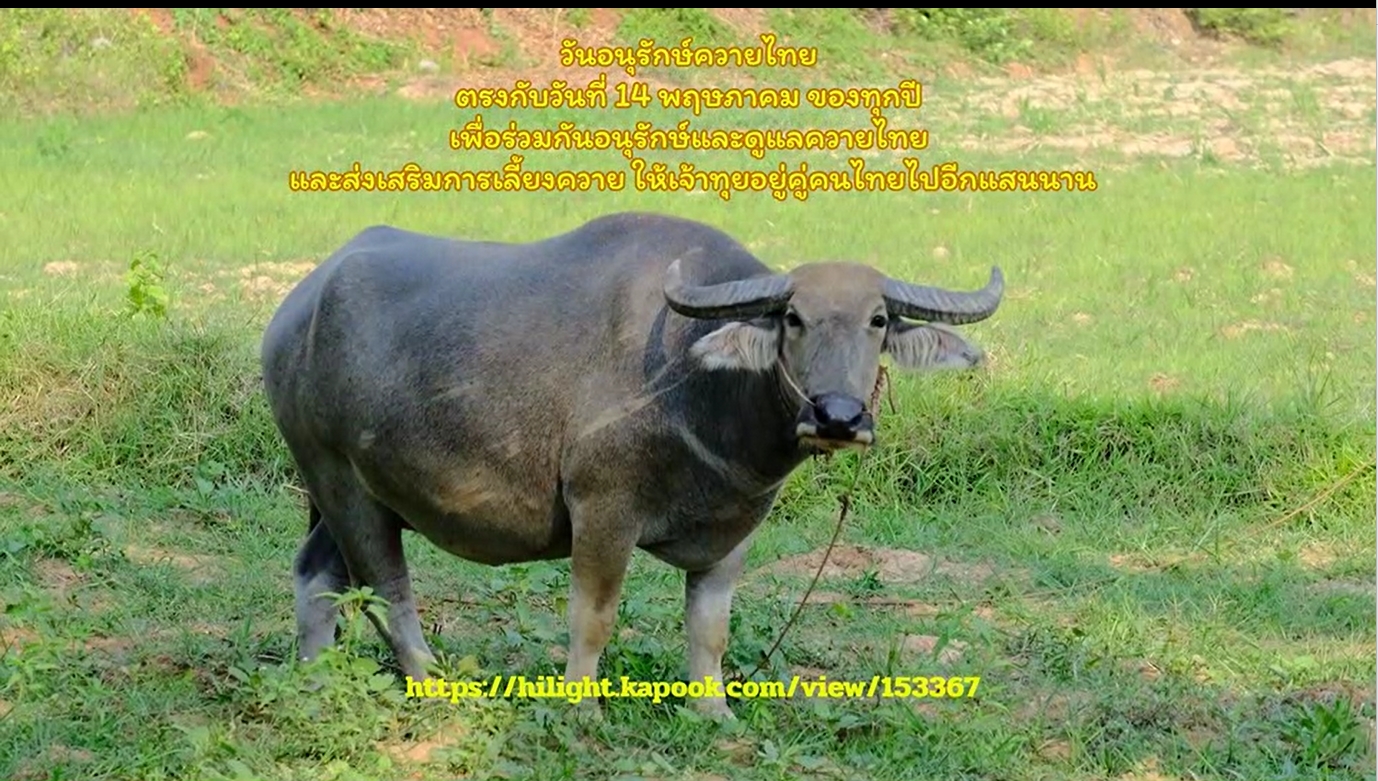 14 พฤษภาคม - วันอนุรักษ์ควายไทย