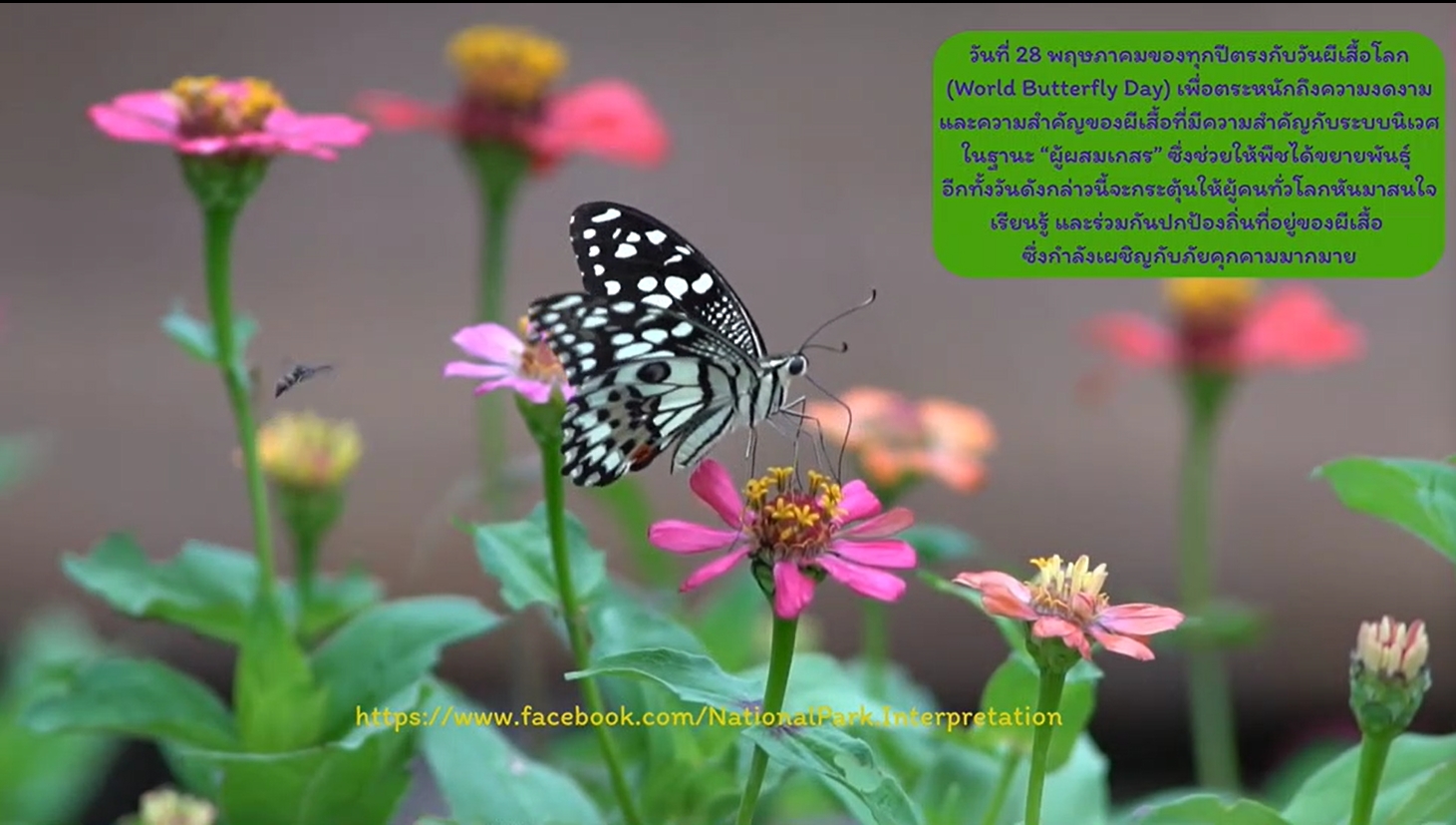 28 พฤษภาคม -วันผีเสื้อโลก (World Butterfly Day)