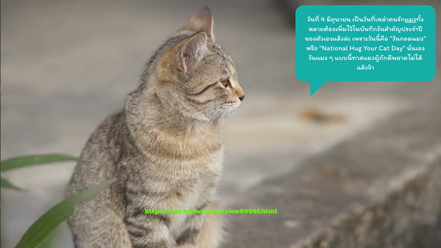 4 มิถุนายน - วันกอดแมวสากล (National Hug Your Cat Day)