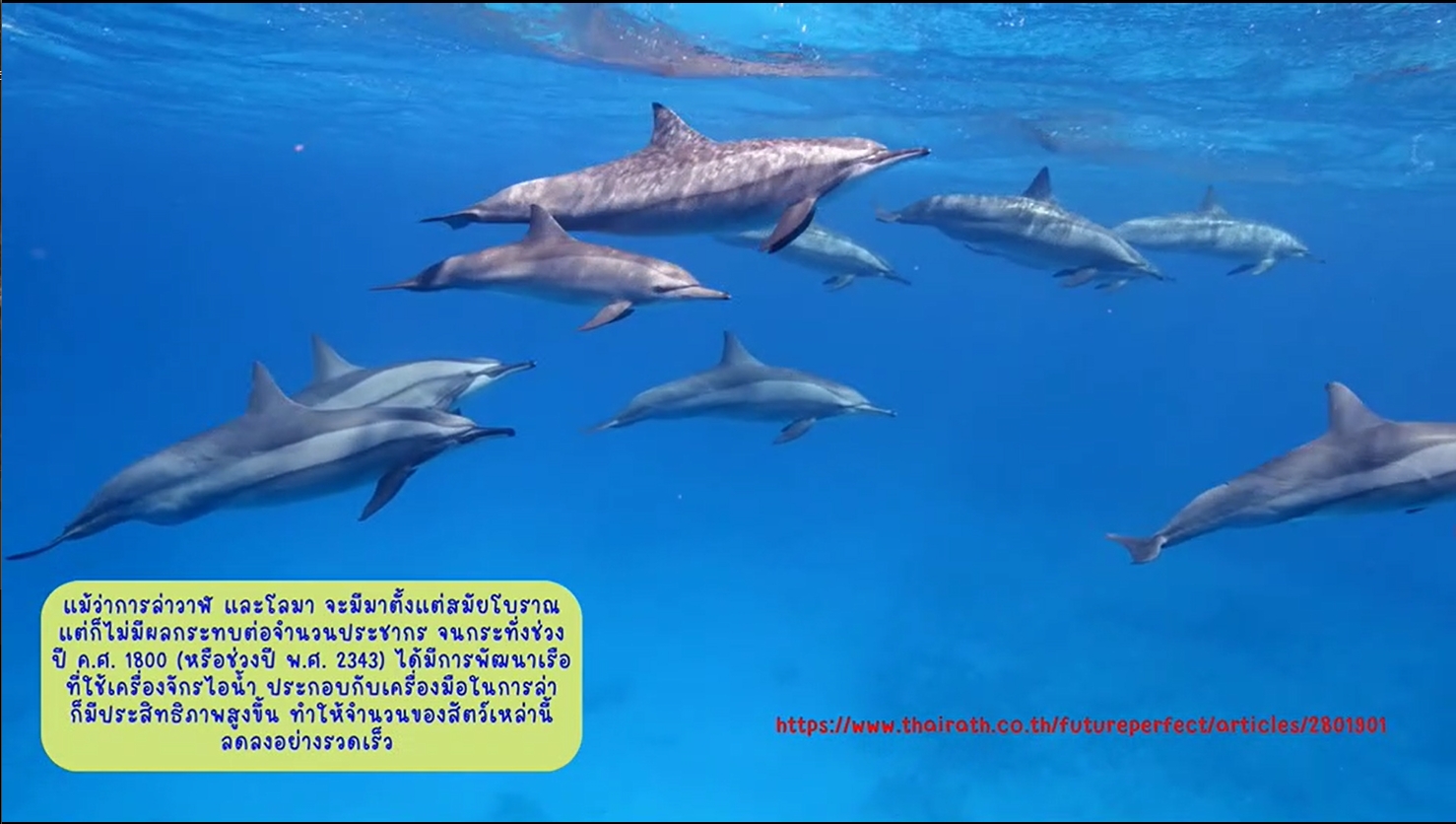 23 กรกฎาคม - "วันวาฬและโลมาโลก" (World Whale and Dolphin Day)