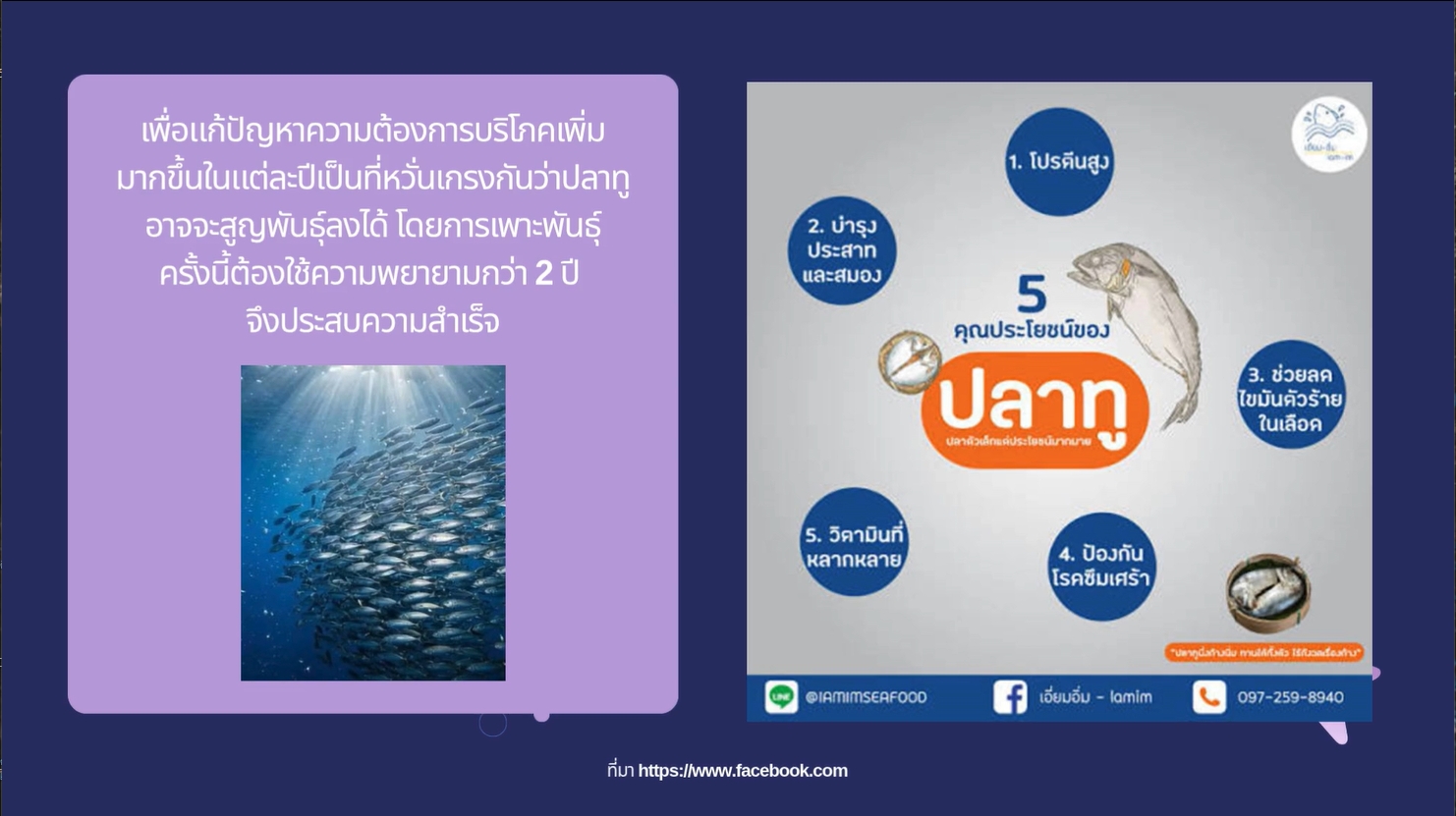 11 กันยายน - กรมประมงประสบความสำเร็จในการเพาะพันธ์ุปลาทู